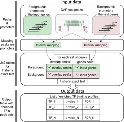 CisCross: A gene list enrichment analysis to predict upstream regulators in Arabidopsis thaliana